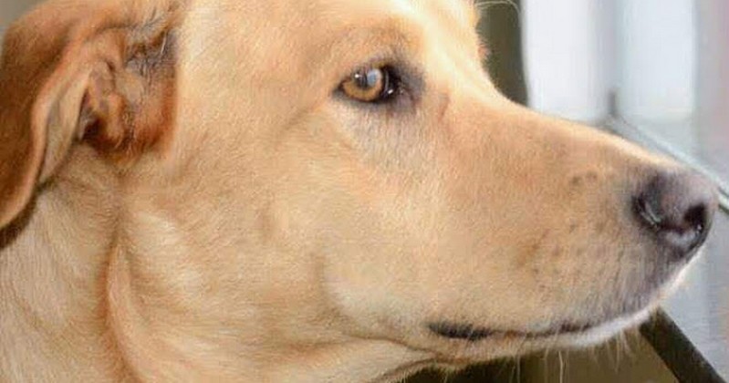 Instituição planeja treinar cães para detectarem COVID-19